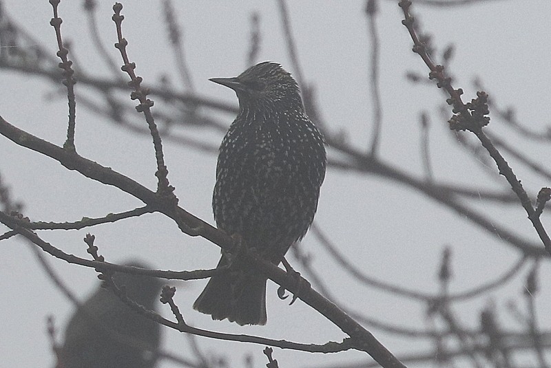 Обыкновенный скворец - ML647864637