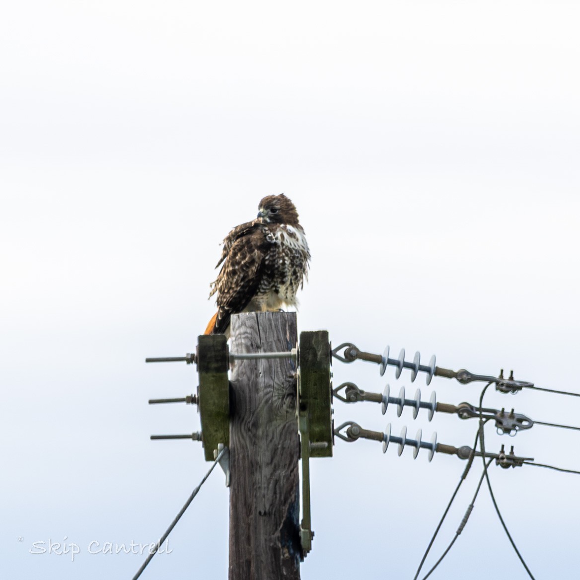 Краснохвостый канюк - ML647864639