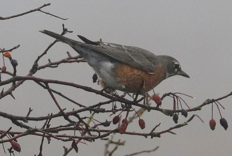 Странствующий дрозд - ML647864640