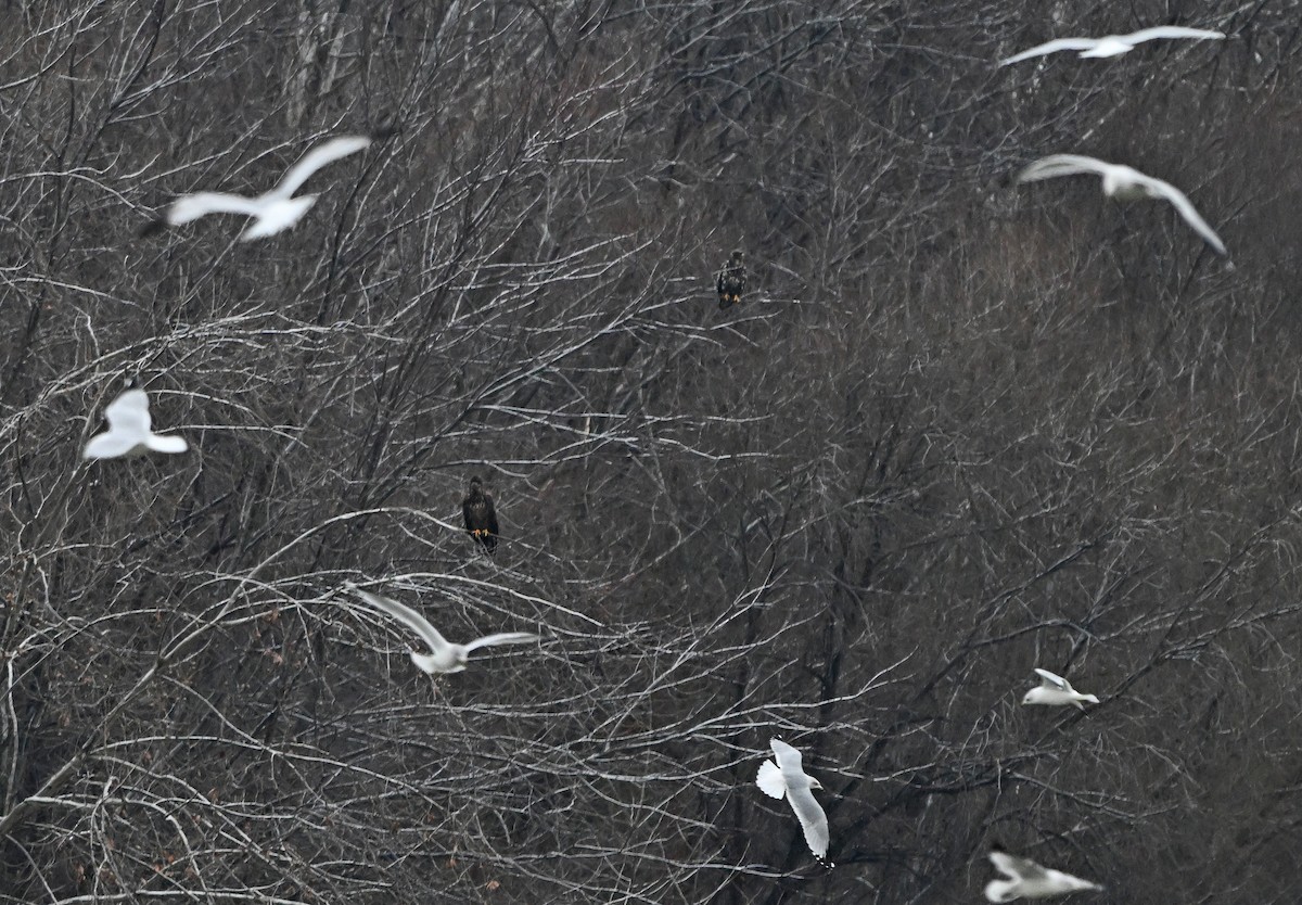 Белоголовый орлан - ML647864641