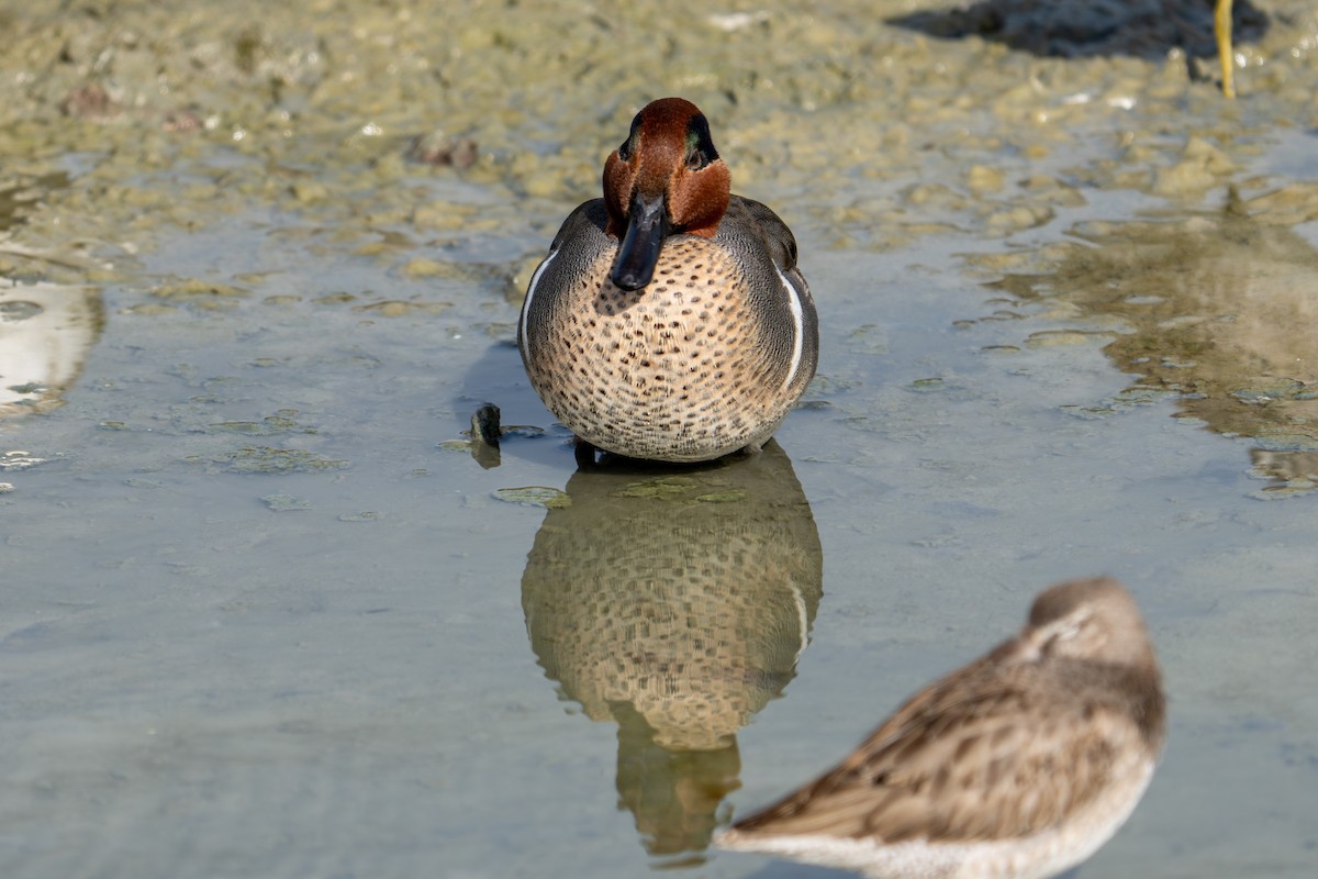 Чирок-свистунок - ML647864642