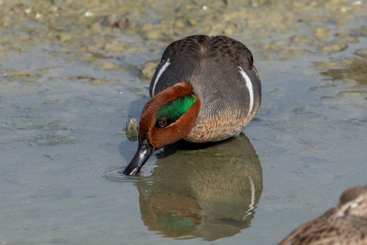 Чирок-свистунок - ML647864643