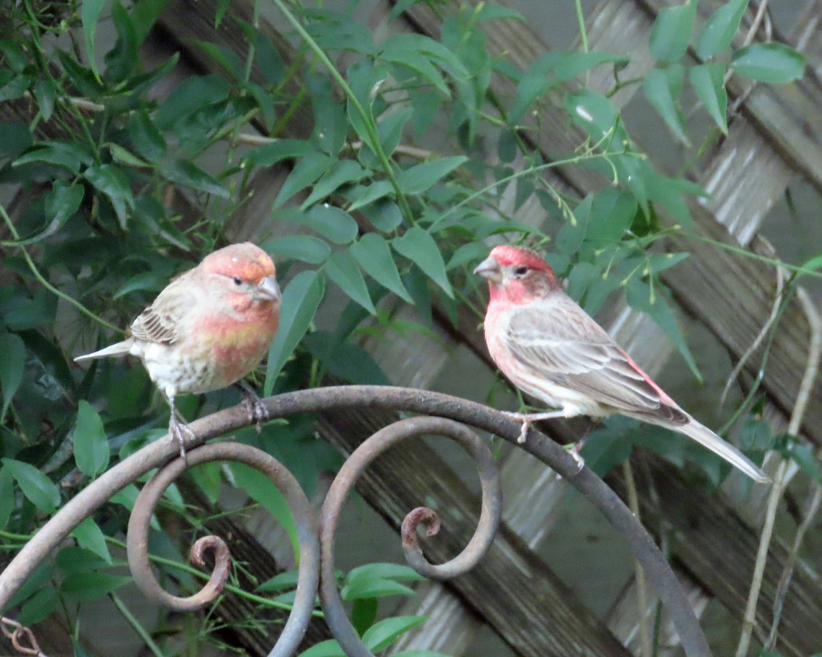 Мексиканская чечевица - ML647864645