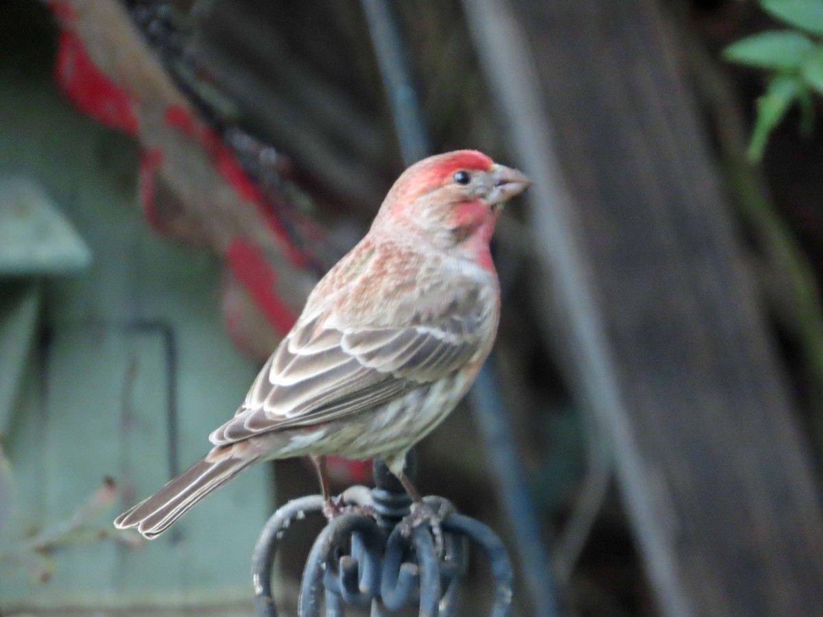 Мексиканская чечевица - ML647864646