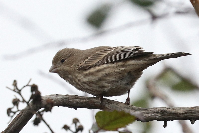 Мексиканская чечевица - ML647864647