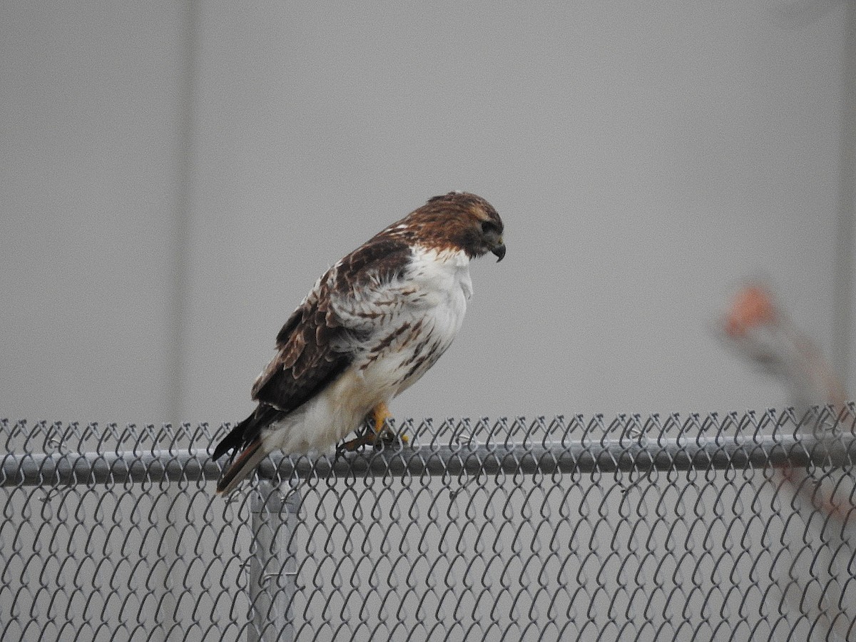 Краснохвостый канюк - ML647864648