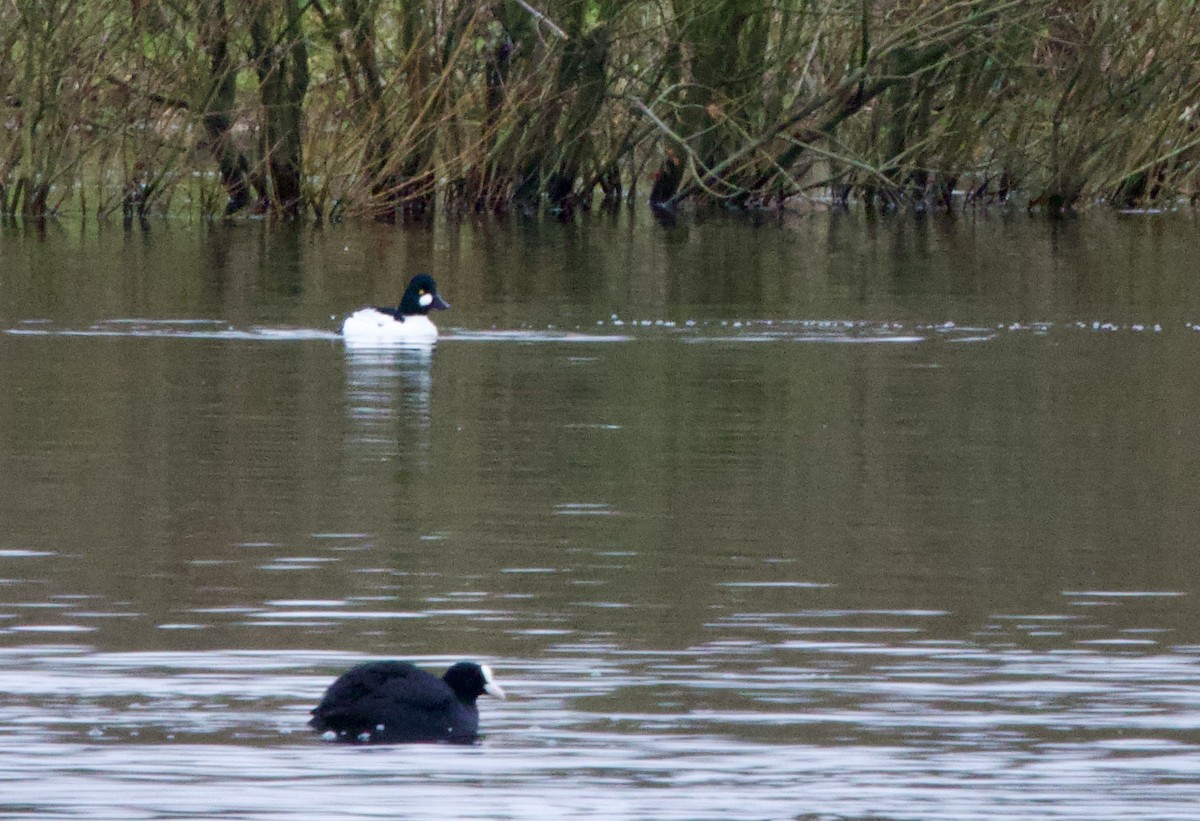 Лысуха - ML647864649