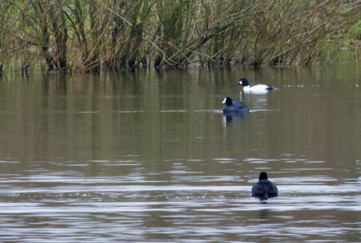 Лысуха - ML647864651