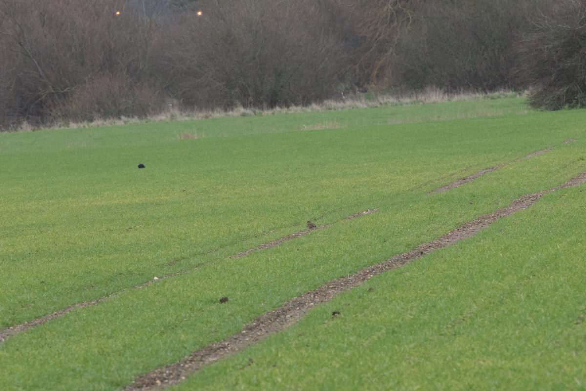 Золотистая ржанка - ML647864659