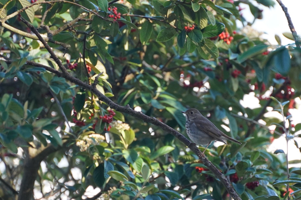 Einsiedler-Musendrossel - ML647864661