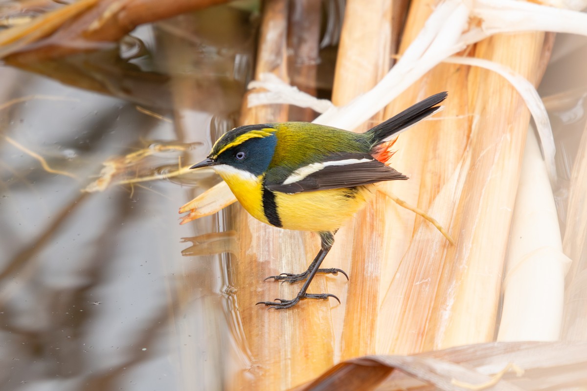 Разноцветный тачурито - ML647864666