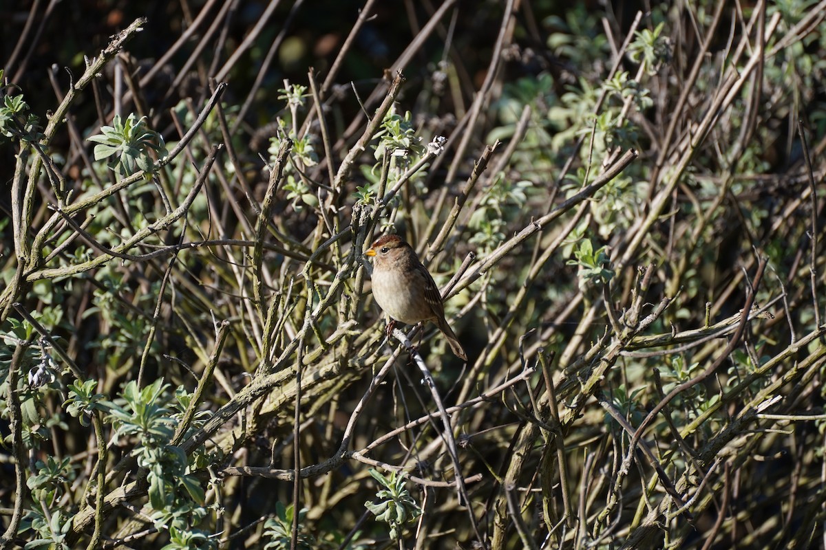 Белобровая овсянка - ML647864675