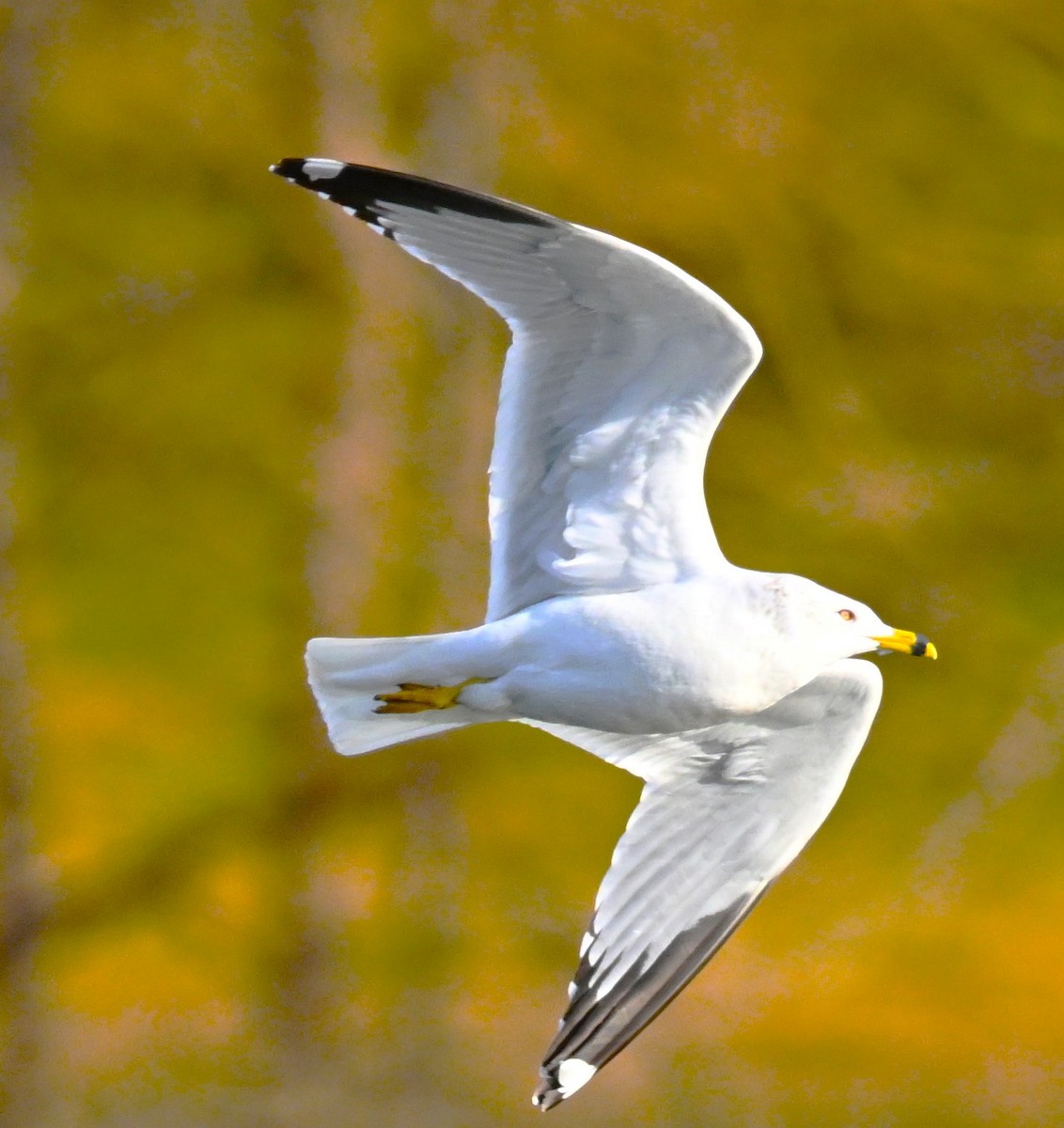 Делавэрская чайка - ML647864677