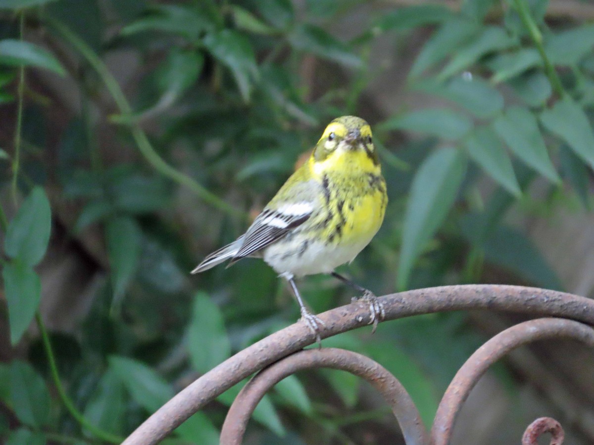 Townsend's Warbler - ML647864719