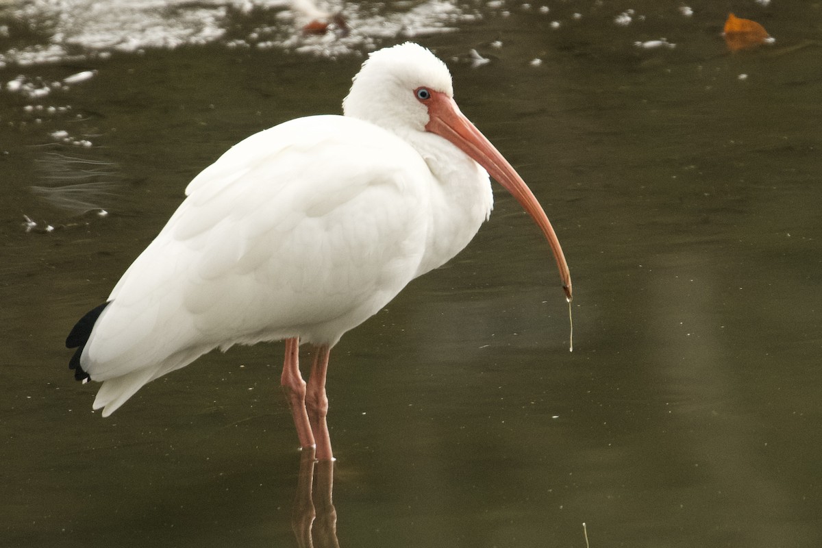 White Ibis - ML647864725
