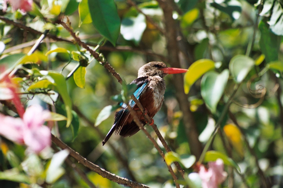 Gray-headed Kingfisher - ML647864739