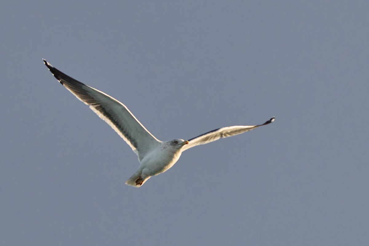 Lesser Black-backed Gull - ML647864778