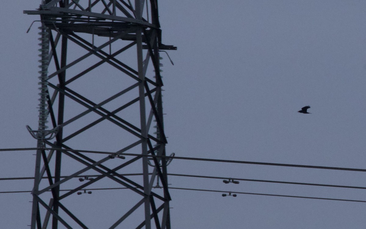 Common Raven - ML647864792