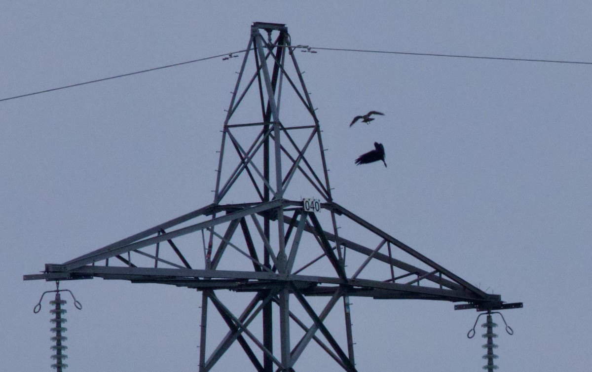 Common Raven - ML647864793