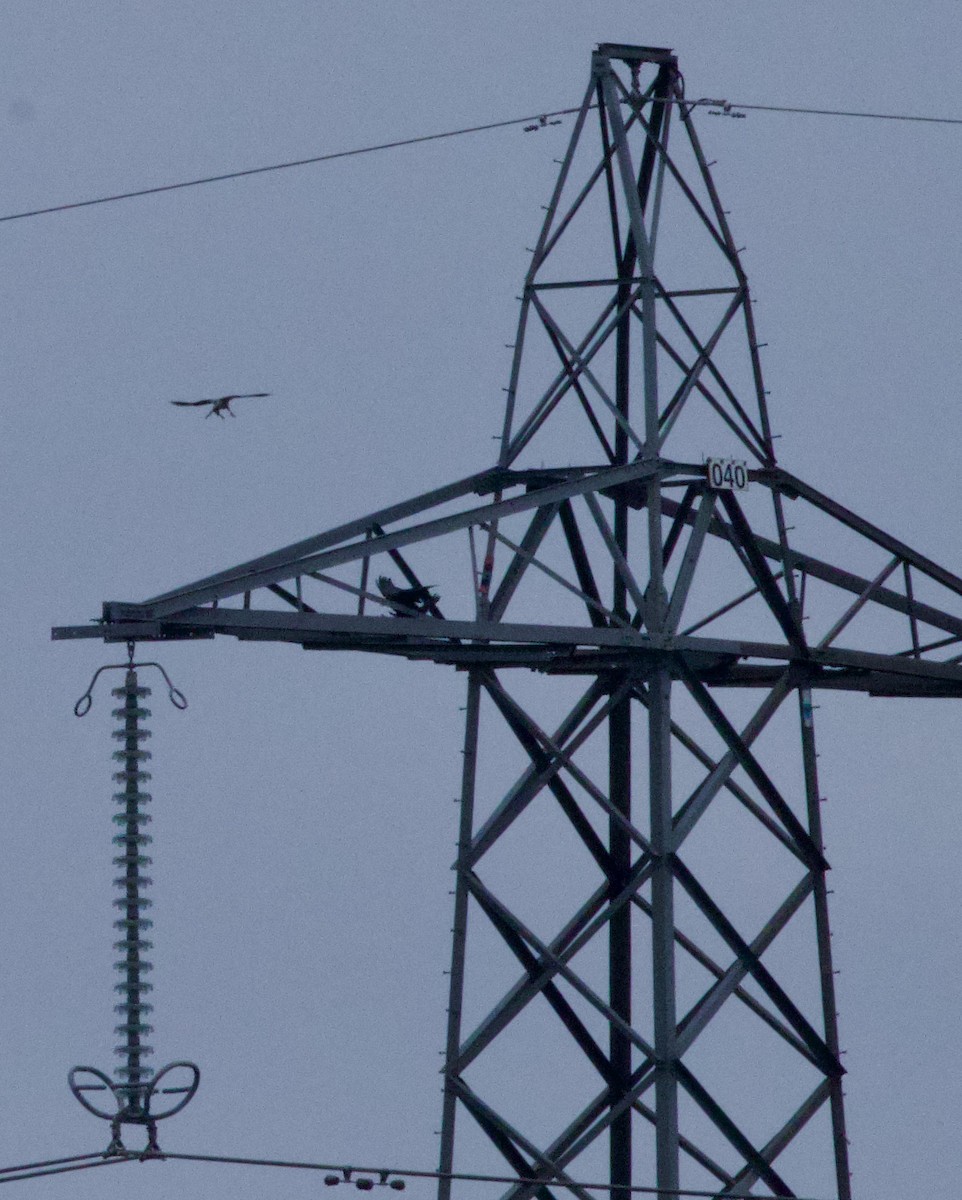 Common Raven - ML647864794