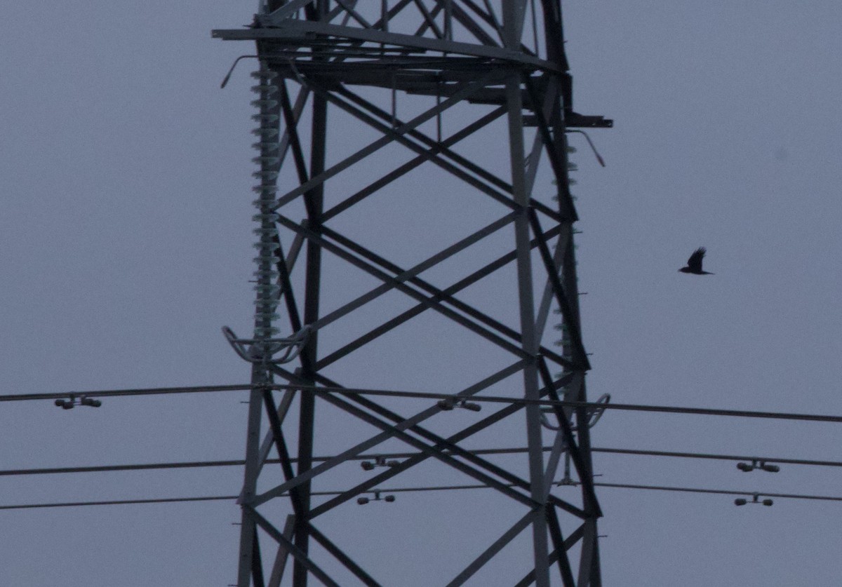 Common Raven - ML647864795