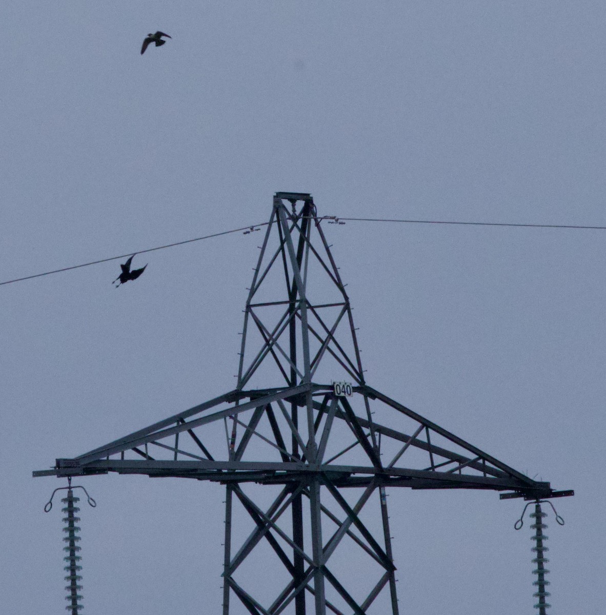 Common Raven - ML647864796