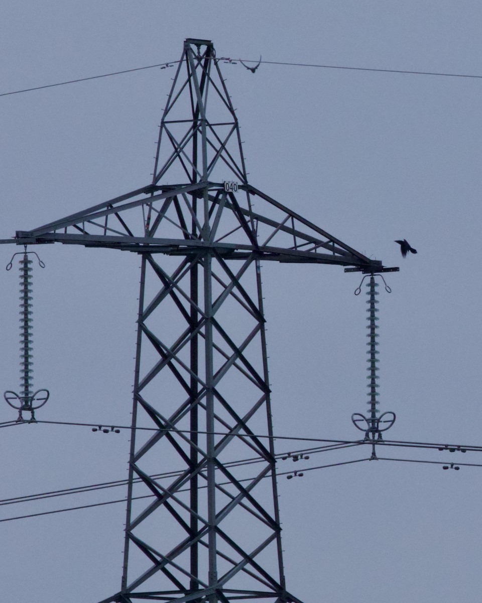 Common Raven - ML647864797