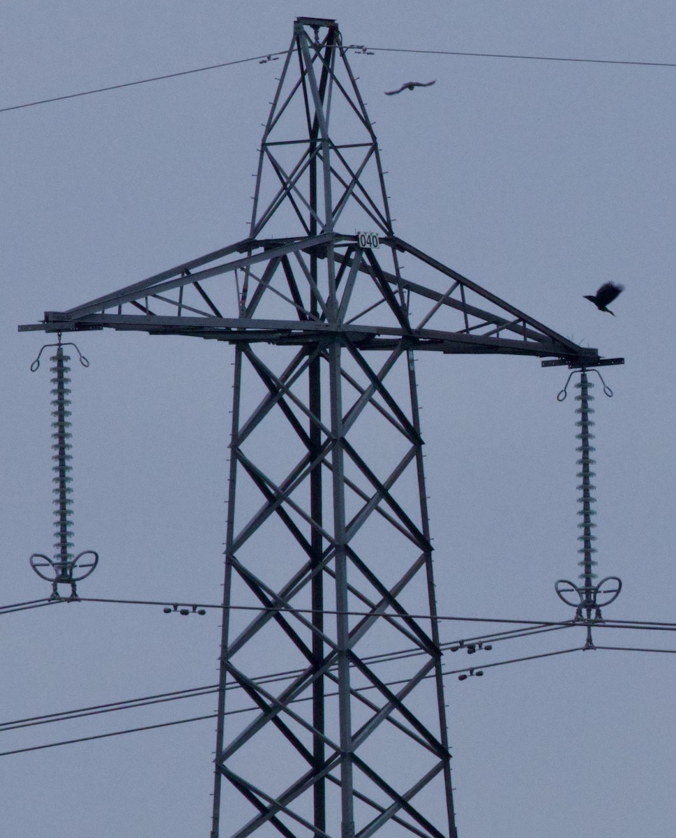 Common Raven - ML647864798