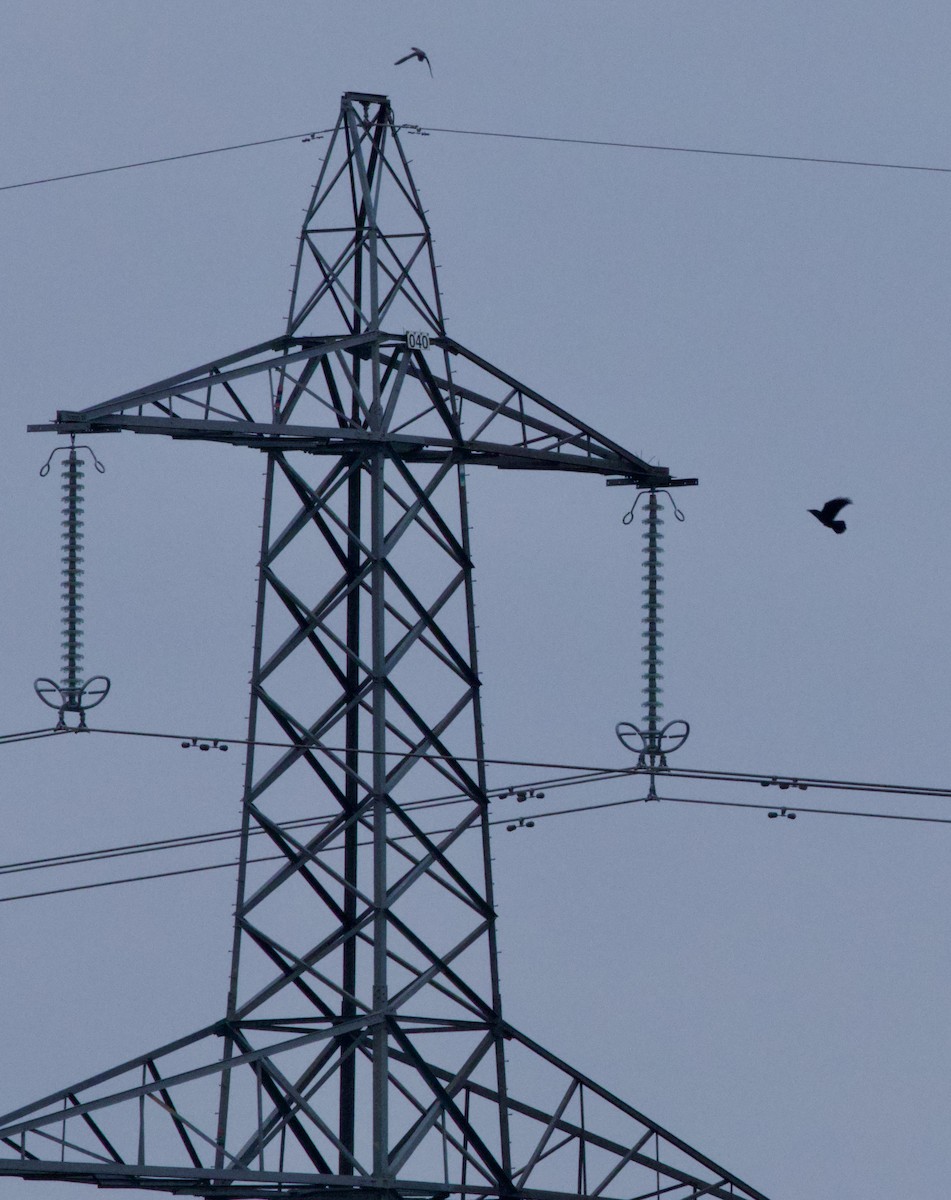 Common Raven - ML647864800