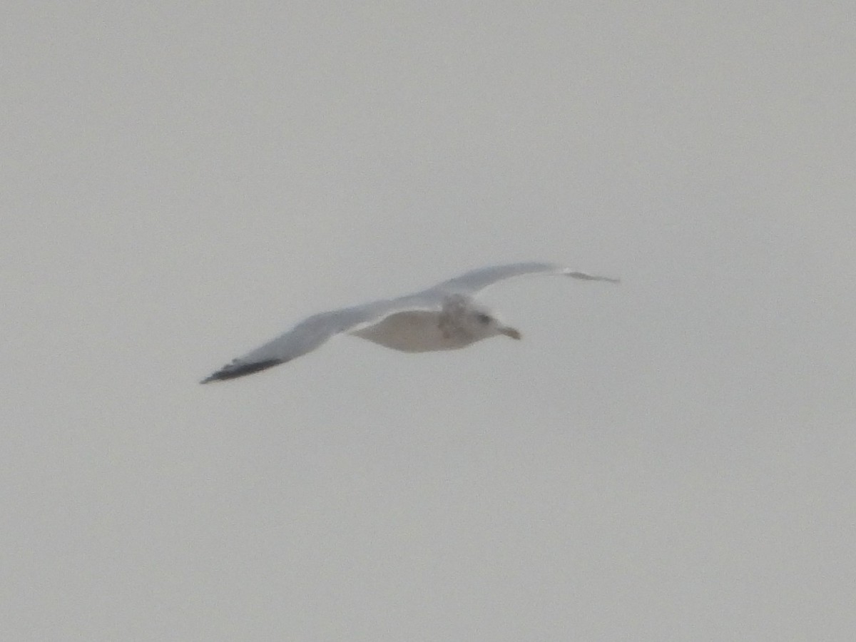 American Herring Gull - ML647864821