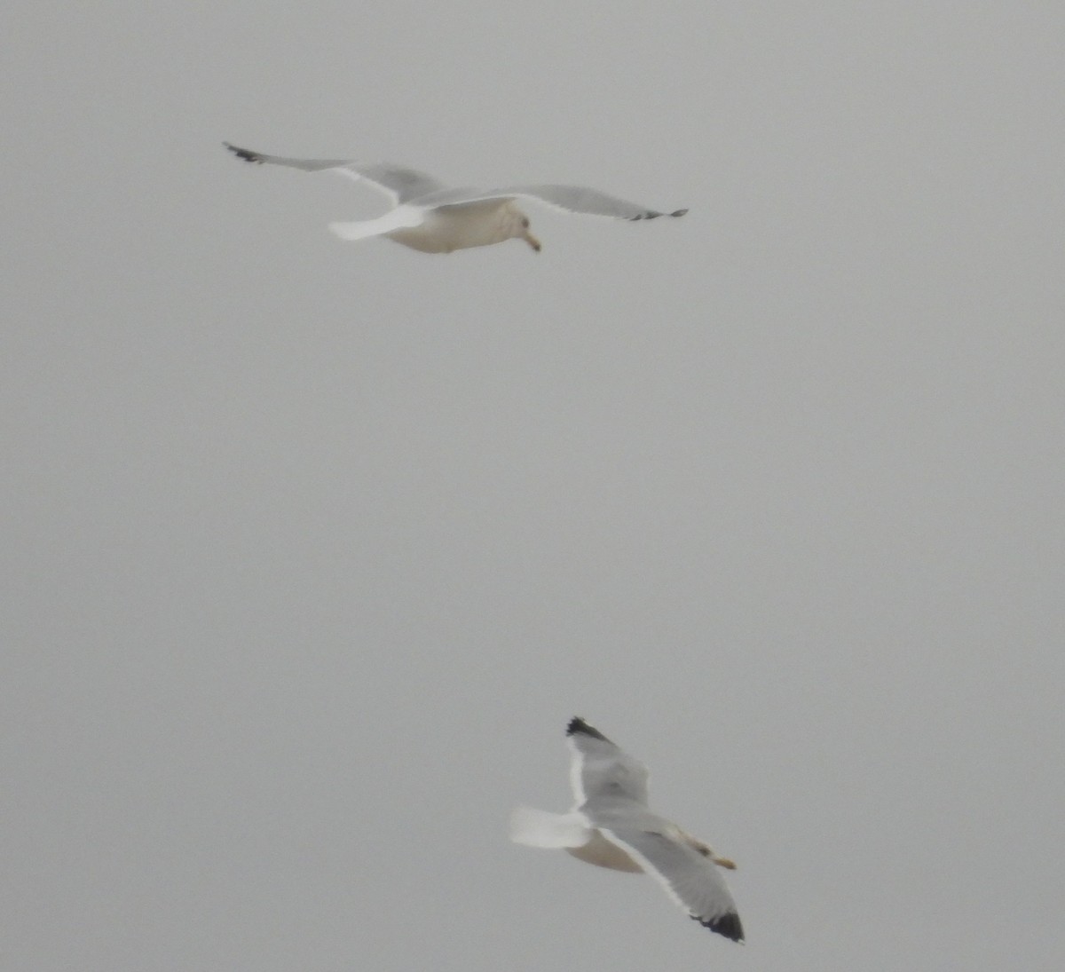 American Herring Gull - ML647864824