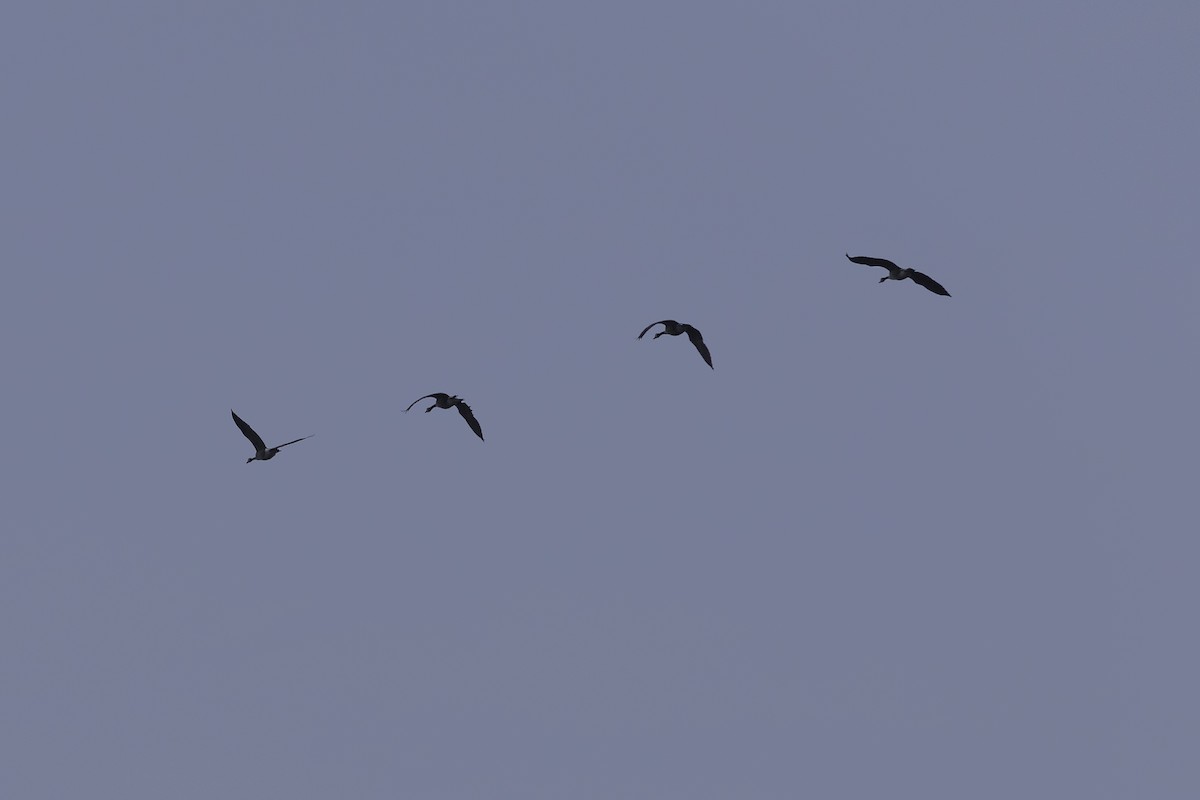 ברנטה קנדית - ML647864855