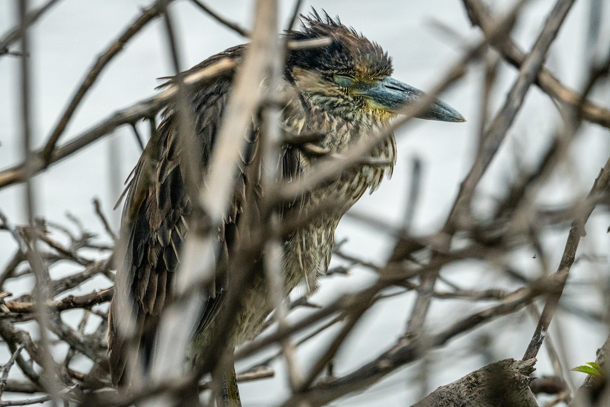 Yellow-crowned Night Heron - ML647864861