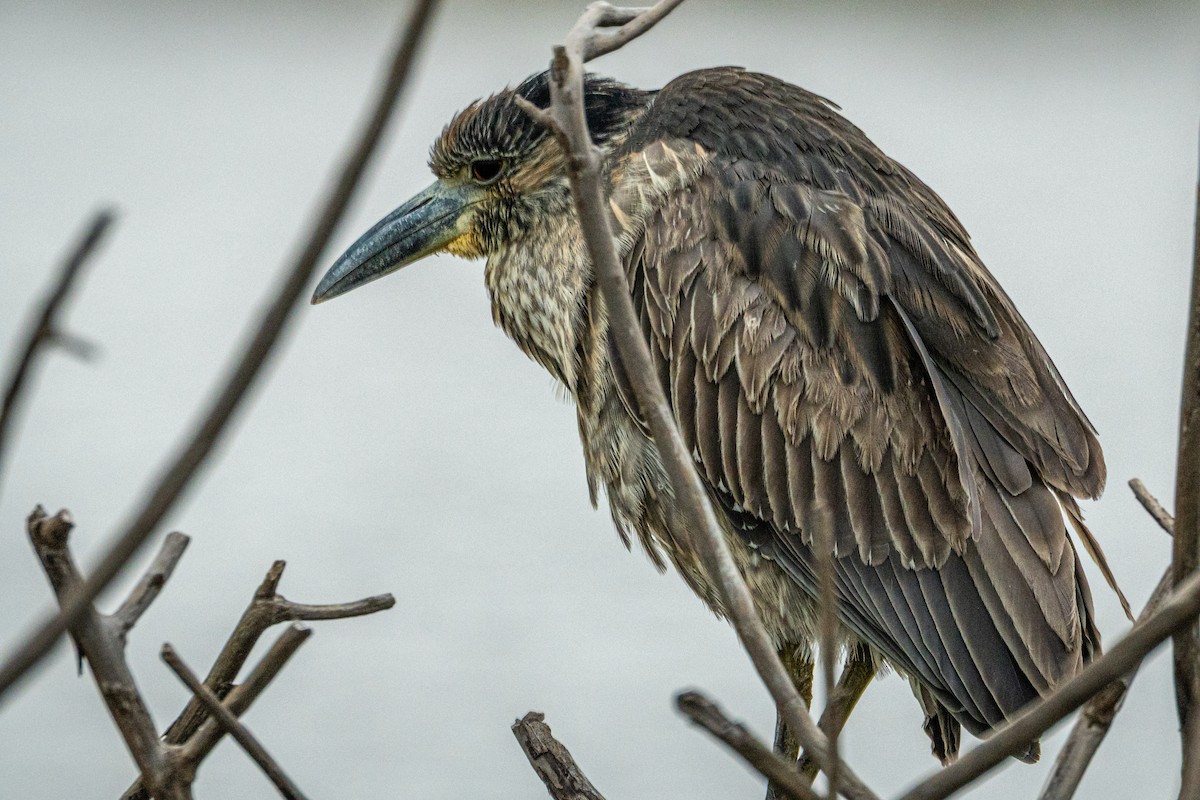 Yellow-crowned Night Heron - ML647864862