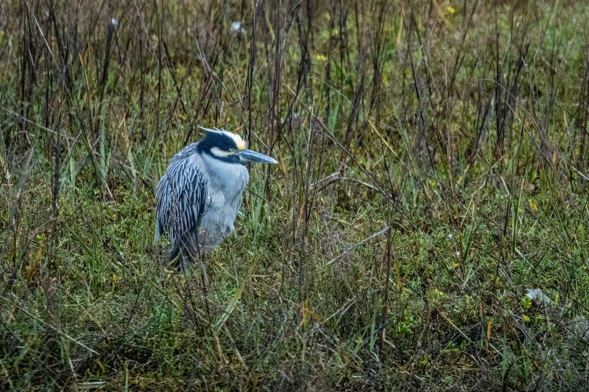 Yellow-crowned Night Heron - ML647864865