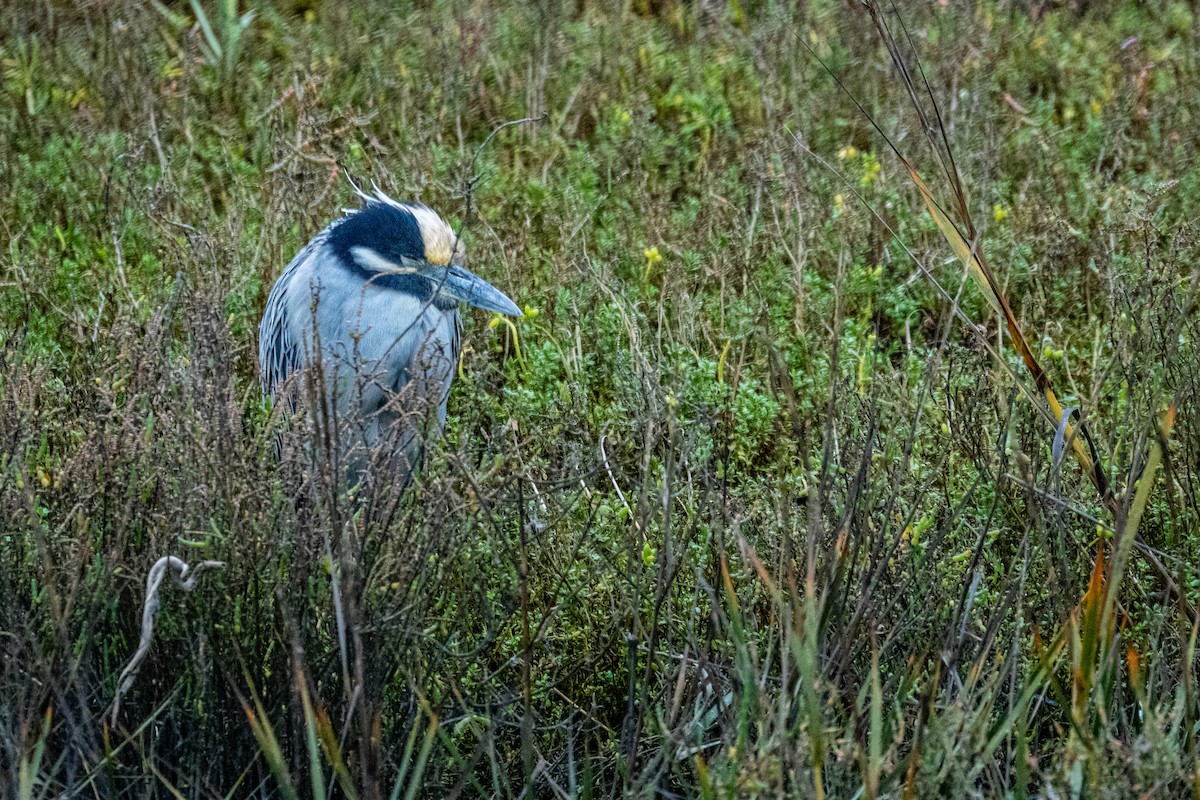 Yellow-crowned Night Heron - ML647864866
