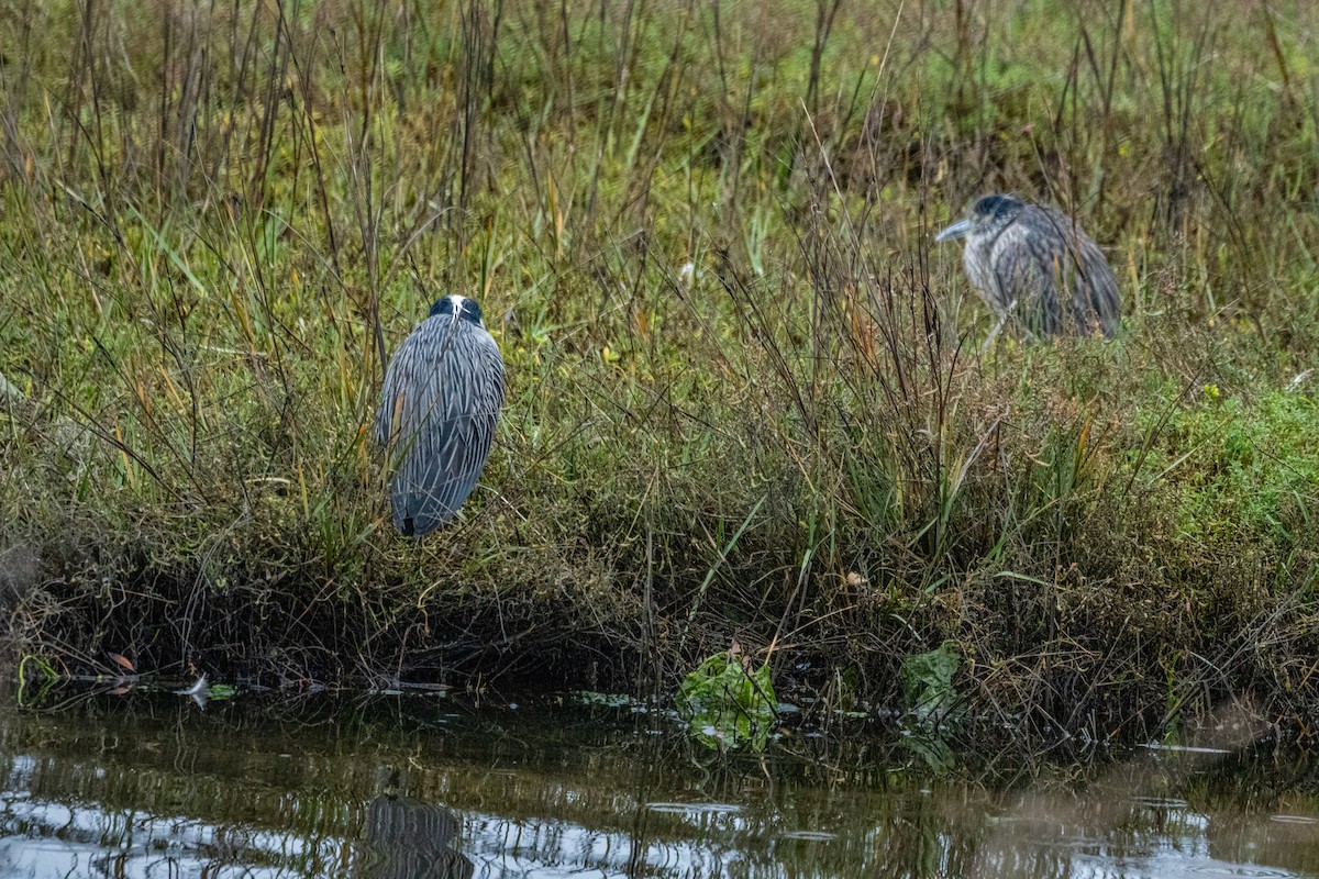 Yellow-crowned Night Heron - ML647864867