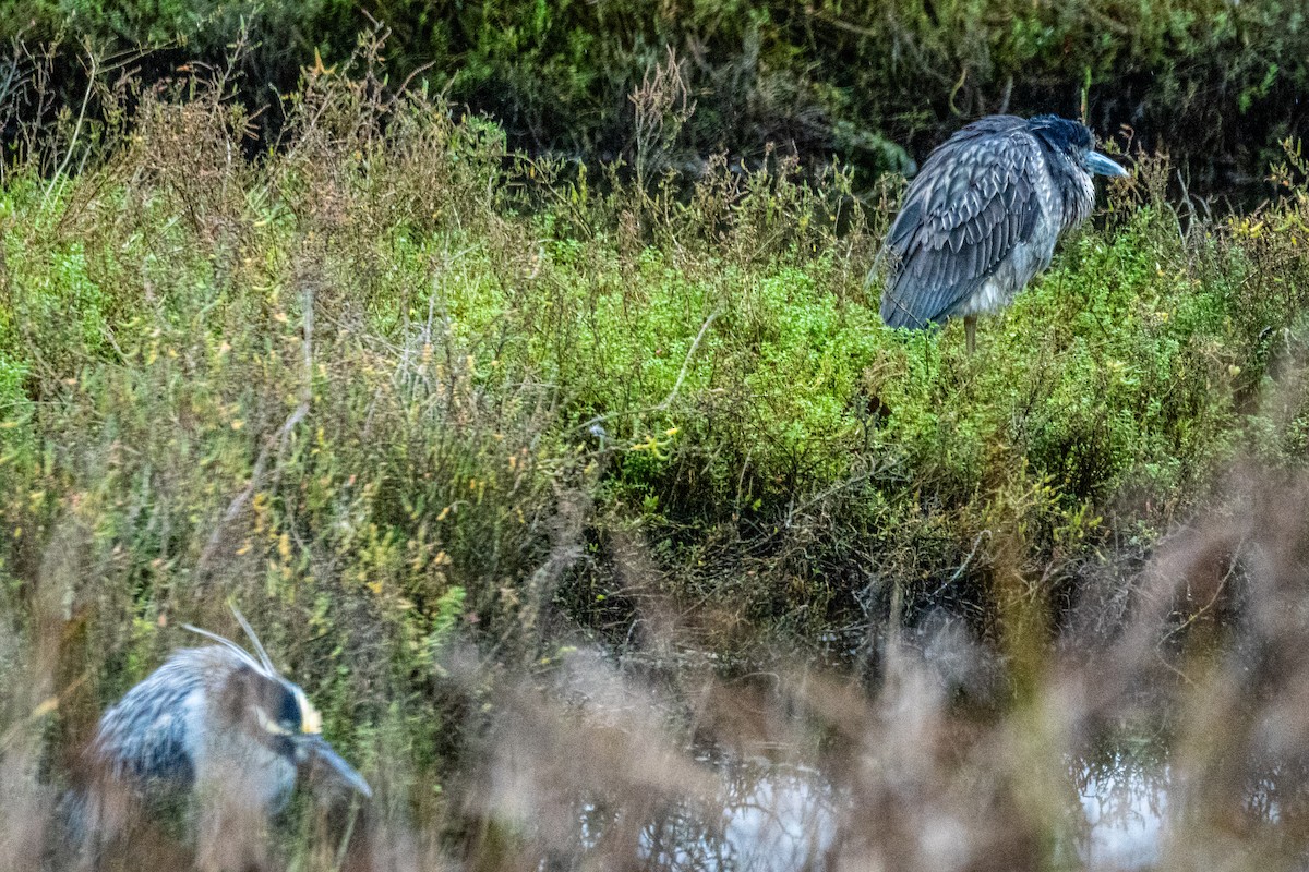 Yellow-crowned Night Heron - ML647864868