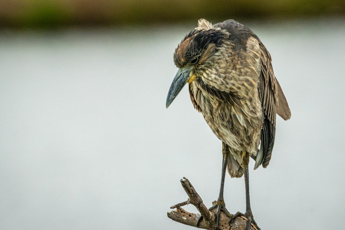 Yellow-crowned Night Heron - ML647864869