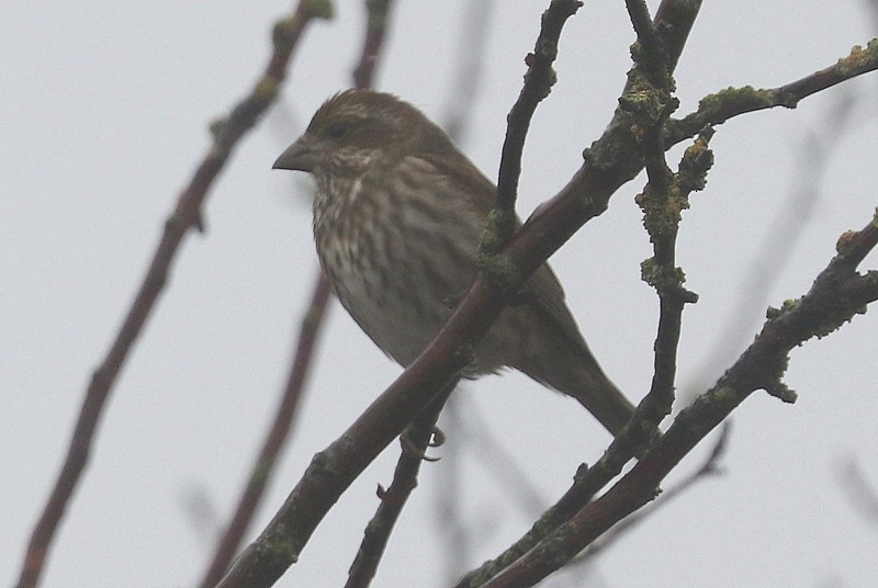 purpurfink - ML647864876