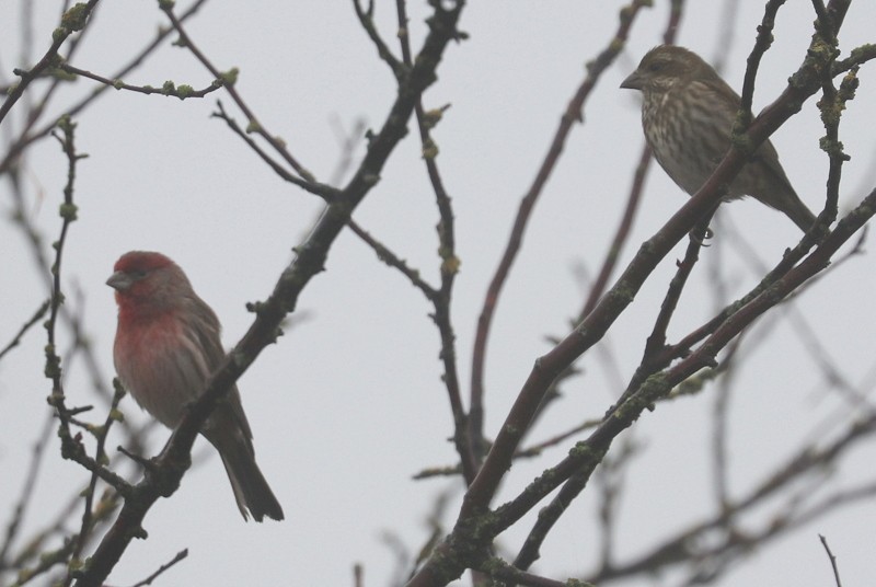 purpurfink - ML647864878