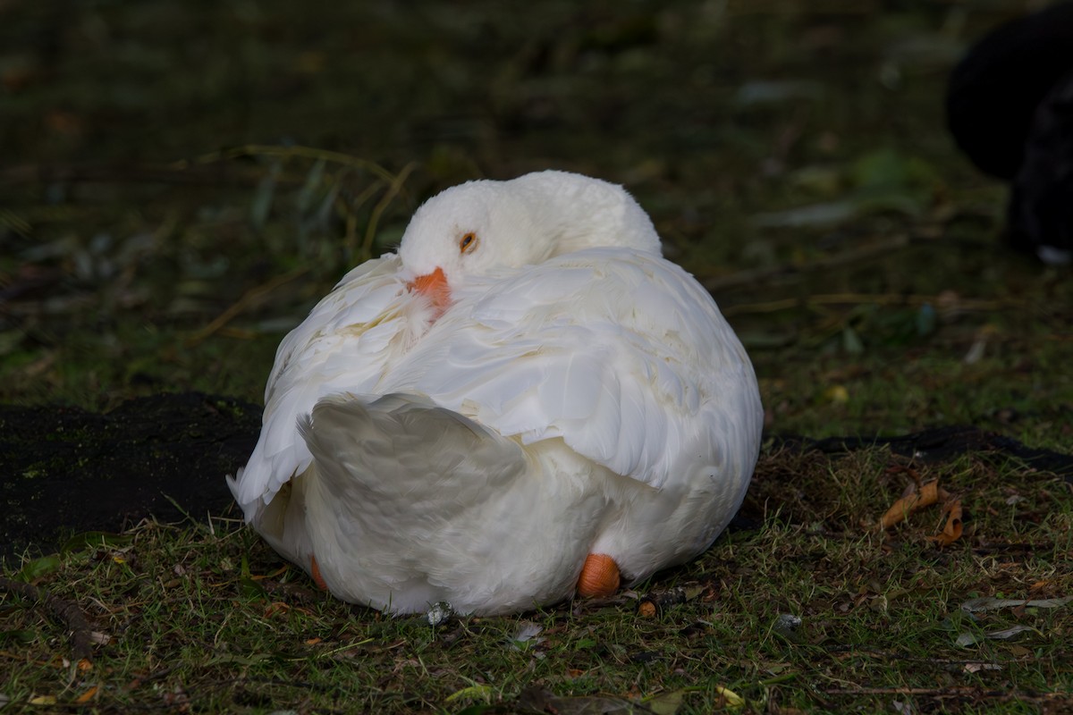 Graylag Goose (Domestic type) - ML647864918