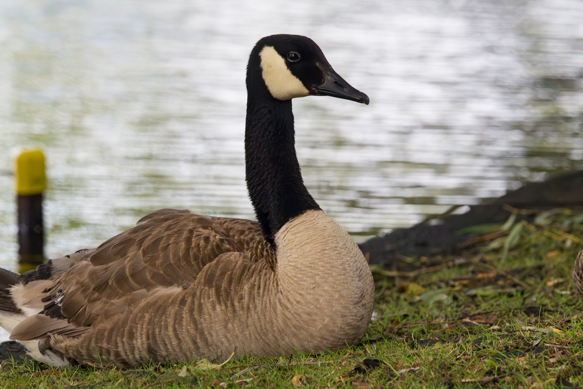 Казарка канадська - ML647864920