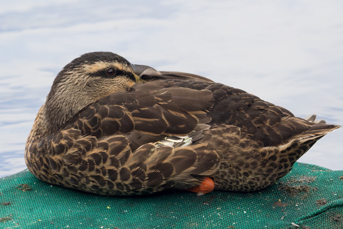 Крижень звичайний - ML647864938