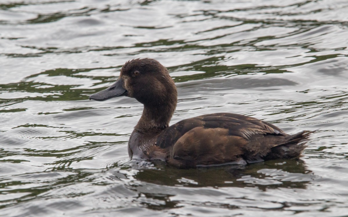 Чернь новозеландська - ML647864944