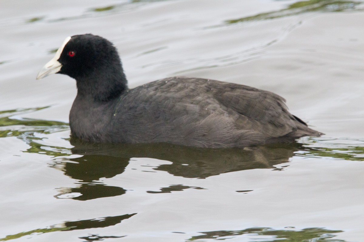 Лиска звичайна - ML647864946