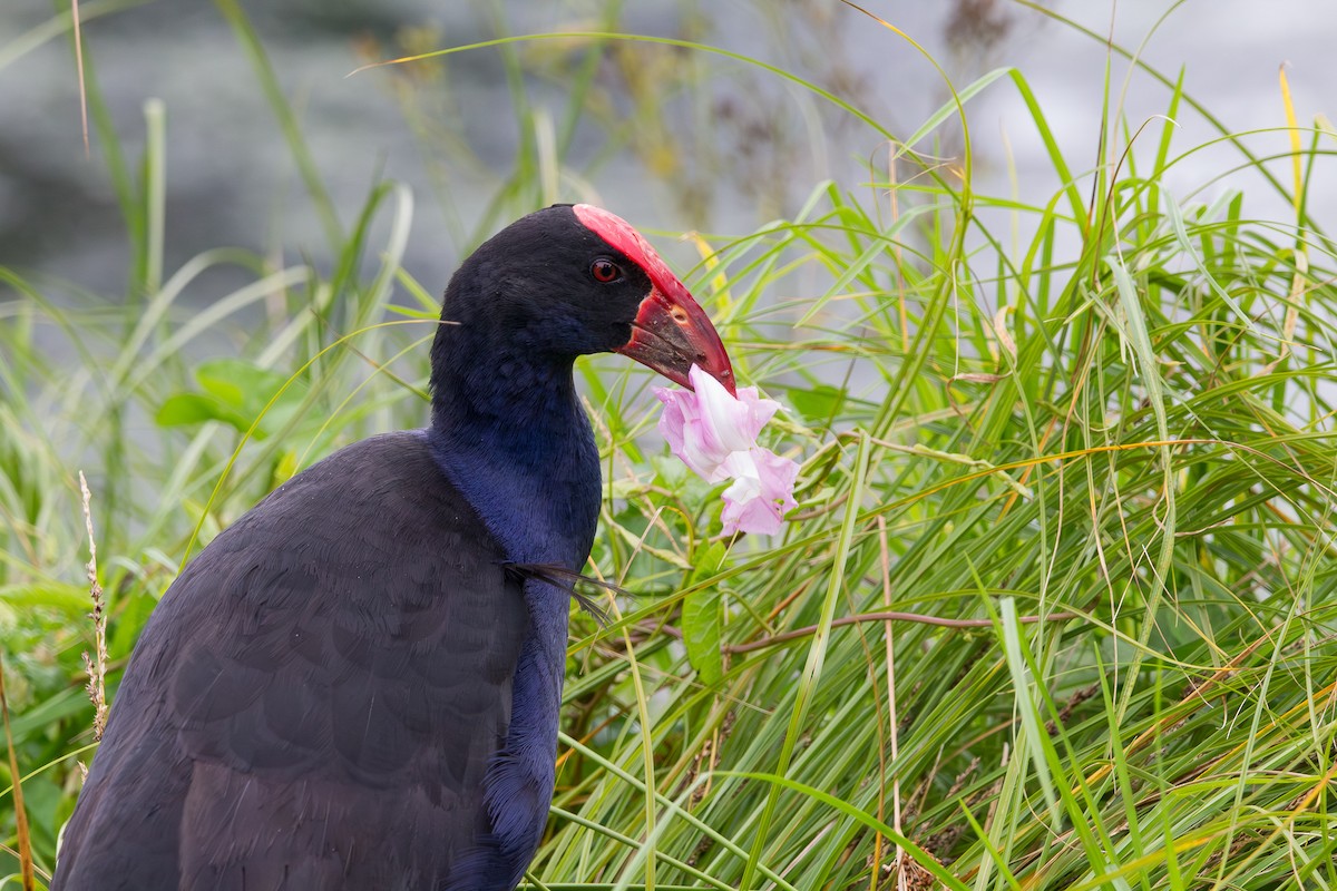 Султанка австралійська - ML647864954