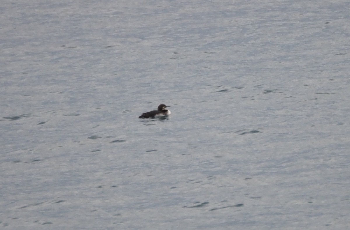 Pacific Loon - ML647864956