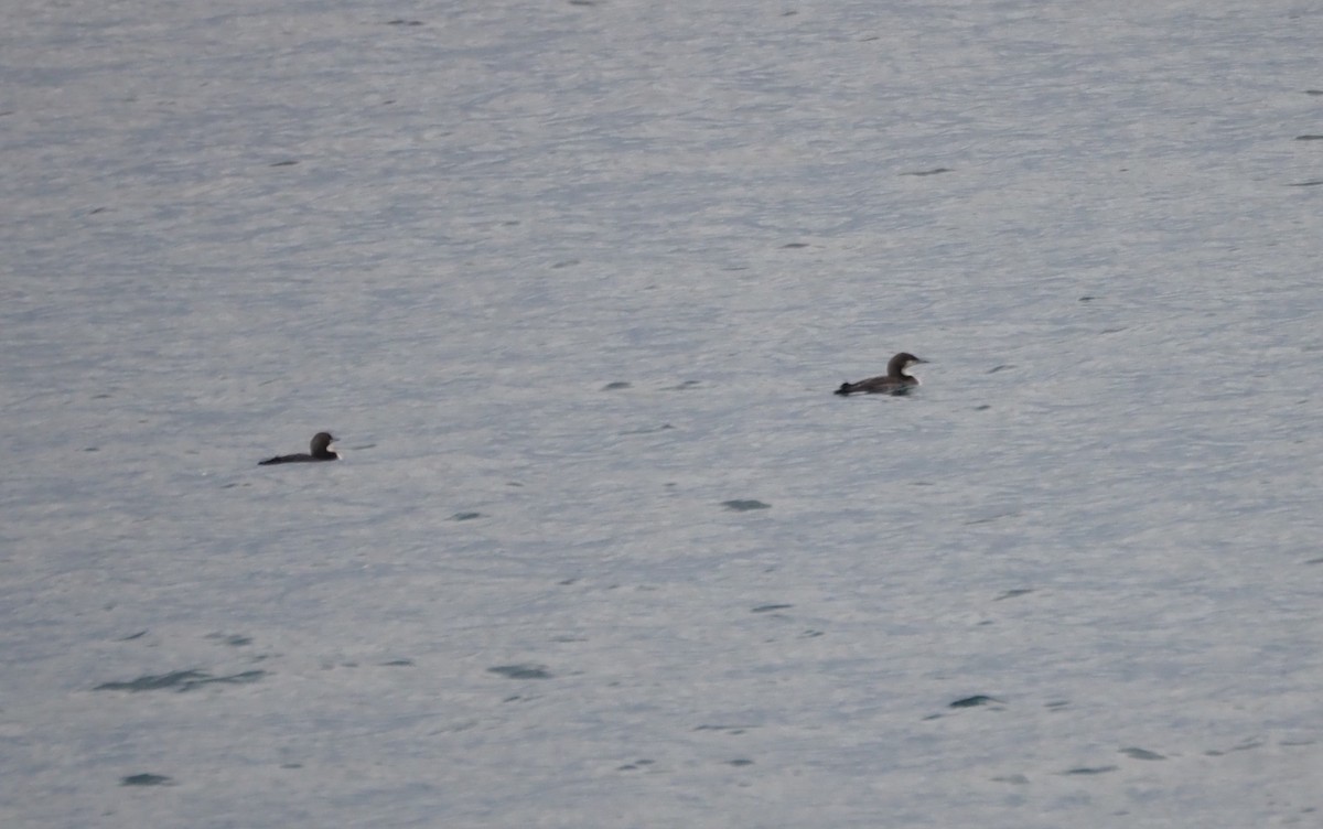 Pacific Loon - ML647864957