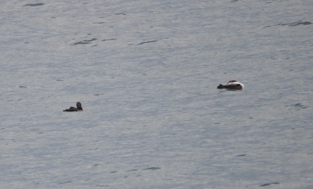 Pacific Loon - ML647864958